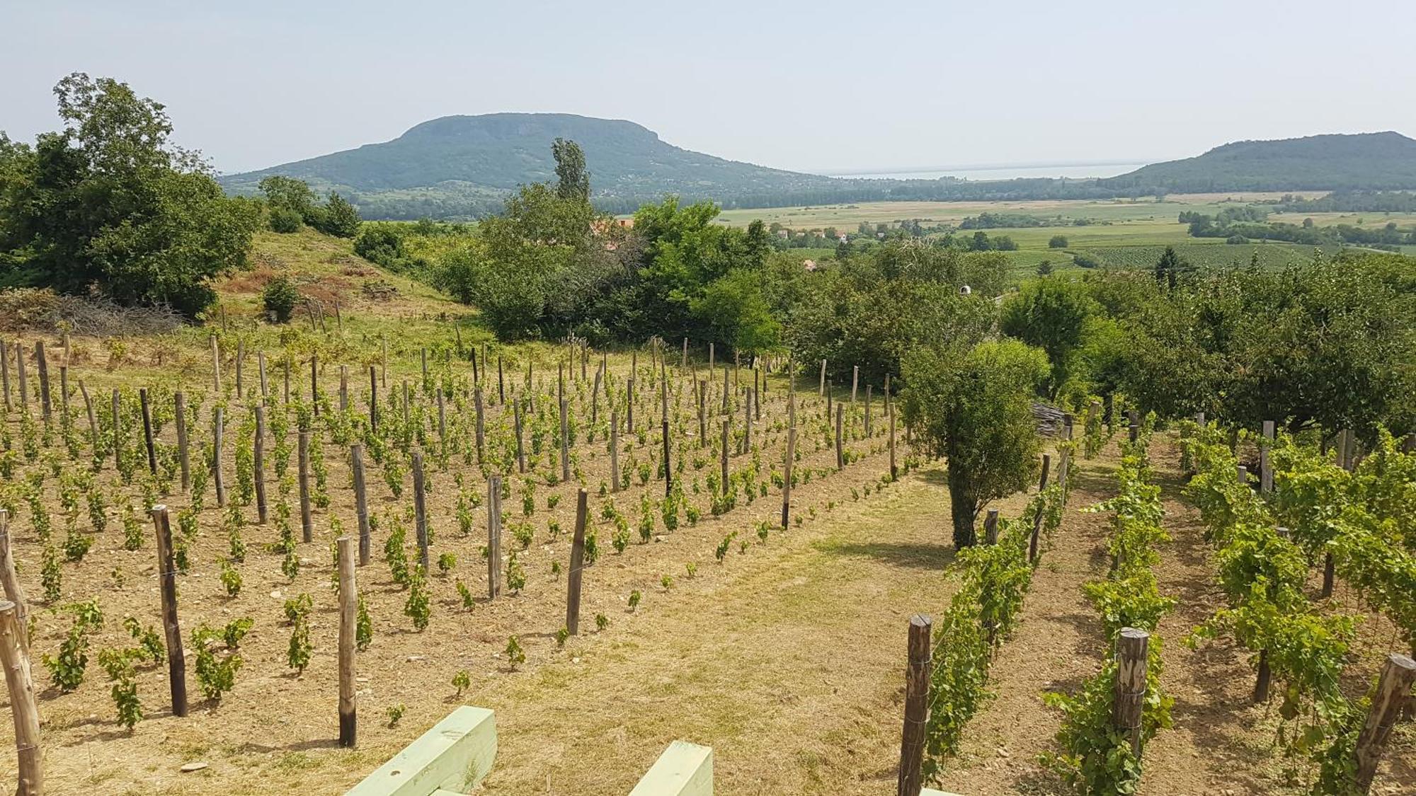 Grand Cru 4 Vendeghaz Villa Hegymagas Buitenkant foto