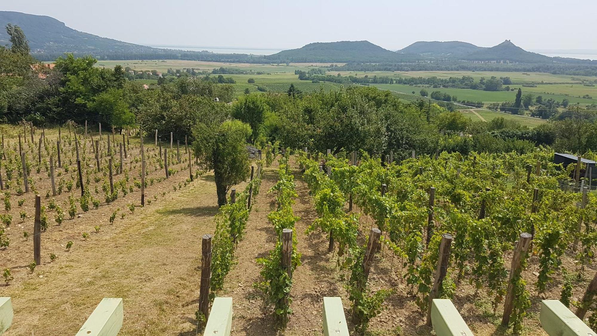 Grand Cru 4 Vendeghaz Villa Hegymagas Buitenkant foto